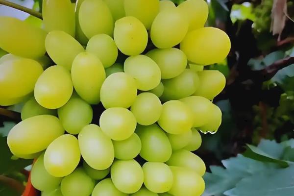 早熟的葡萄品种，有维多利亚、香峰等