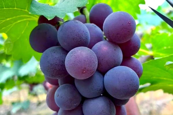 早熟的葡萄品种，有维多利亚、香峰等