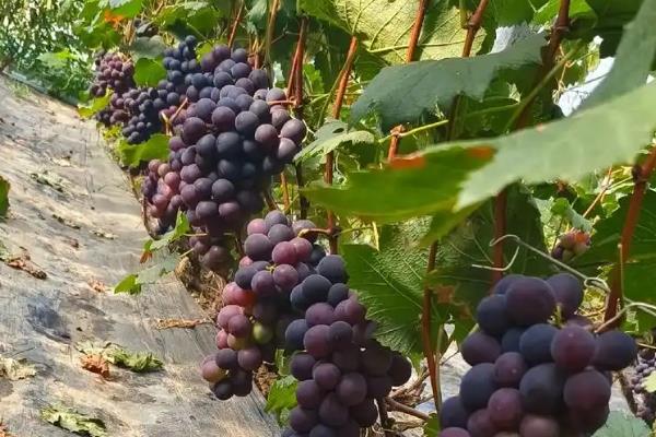 早熟的葡萄品种，有维多利亚、香峰等