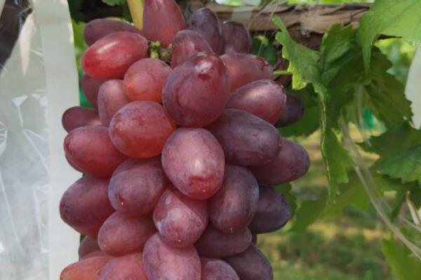 早熟的葡萄品种，有维多利亚、香峰等