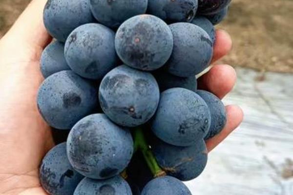 早熟的葡萄品种，有维多利亚、香峰等