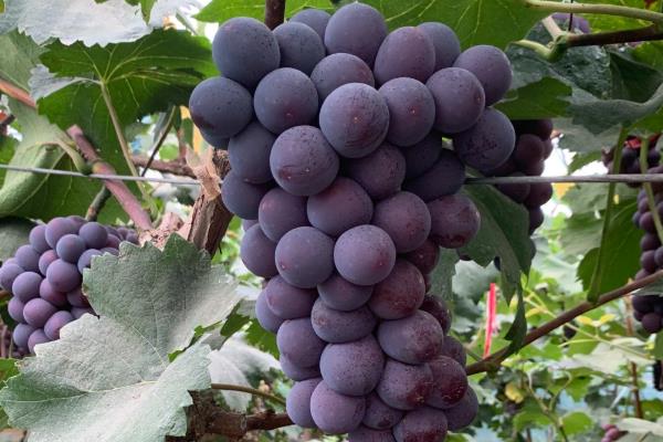 早熟的葡萄品种，有维多利亚、香峰等