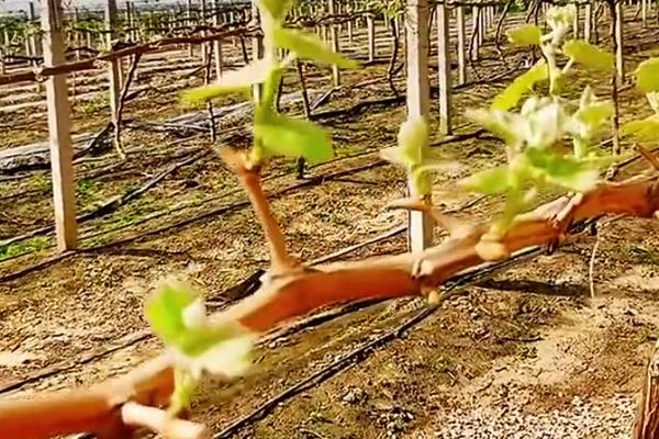 早熟的葡萄品种，有维多利亚、香峰等