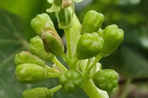 早熟的葡萄品种，有维多利亚、香峰等