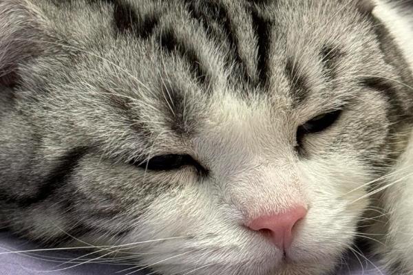 猫急性肝炎怎么治疗,喂服头孢羟氨苄片可以消炎