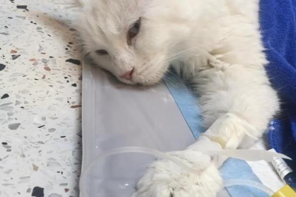 猫急性肝炎怎么治疗,喂服头孢羟氨苄片可以消炎