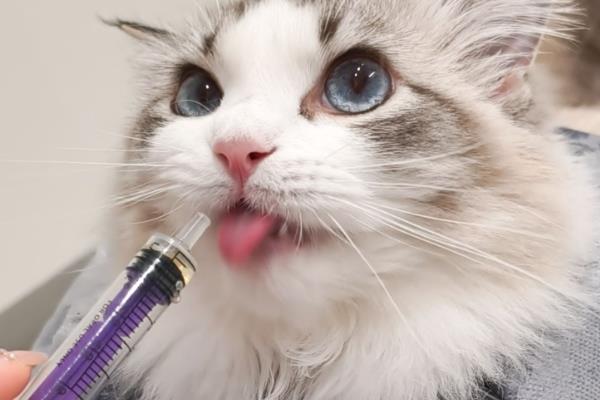 猫急性肝炎怎么治疗,喂服头孢羟氨苄片可以消炎