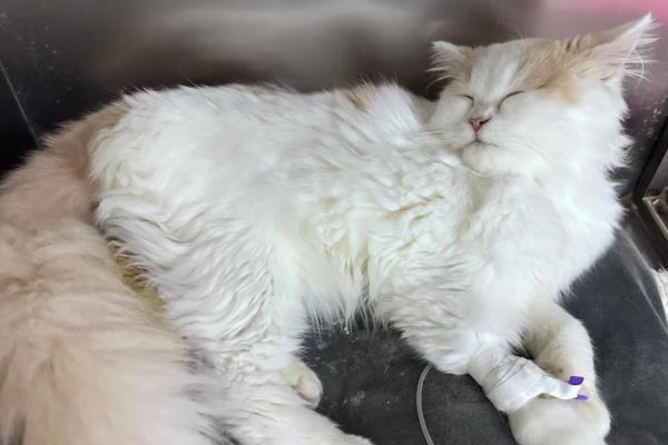 猫急性肝炎怎么治疗,喂服头孢羟氨苄片可以消炎