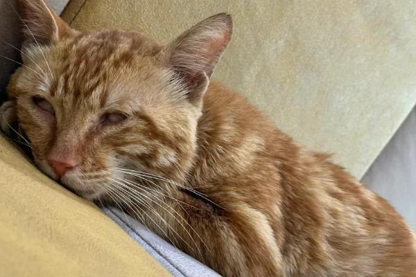 猫急性肝炎怎么治疗,喂服头孢羟氨苄片可以消炎