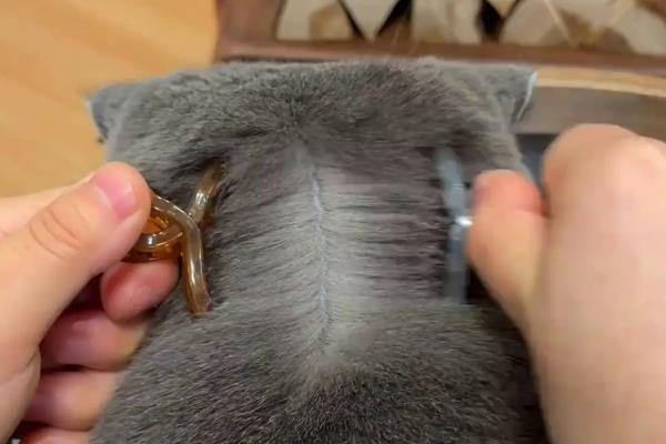 猫急性肝炎怎么治疗,喂服头孢羟氨苄片可以消炎