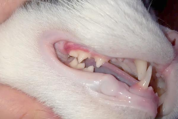 猫急性肝炎怎么治疗,喂服头孢羟氨苄片可以消炎