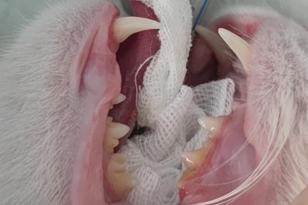 猫急性肝炎怎么治疗,喂服头孢羟氨苄片可以消炎