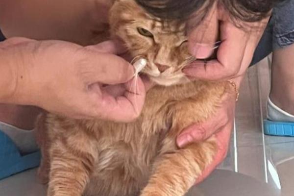 猫急性肝炎怎么治疗,喂服头孢羟氨苄片可以消炎