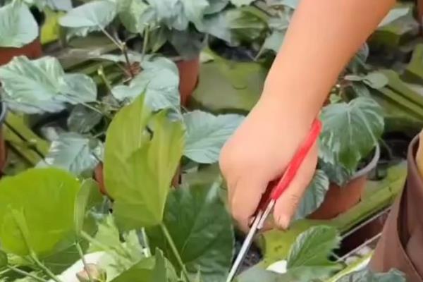 盆栽木槿怎么修剪，新栽植上盆的以轻剪为主