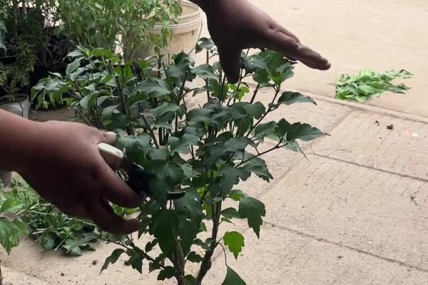 盆栽木槿怎么修剪，新栽植上盆的以轻剪为主