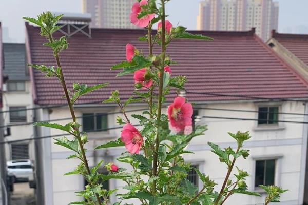 盆栽木槿怎么修剪，新栽植上盆的以轻剪为主