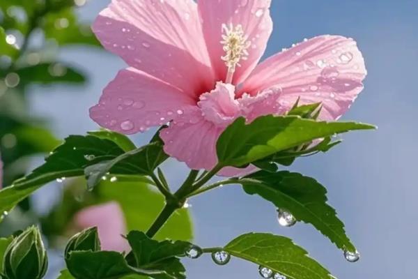 盆栽木槿怎么修剪，新栽植上盆的以轻剪为主