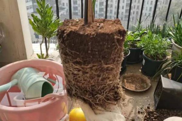 盆栽木槿怎么修剪，新栽植上盆的以轻剪为主