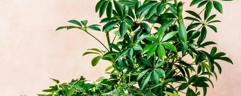 非洲茉莉叶子发软下垂的原因，可能是浇水过量所致