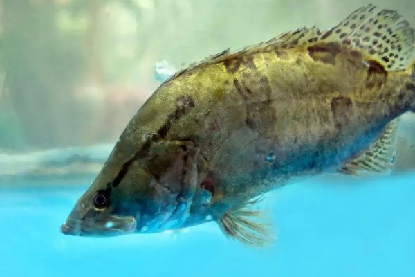 鳜鱼的读音，一般是读作guì