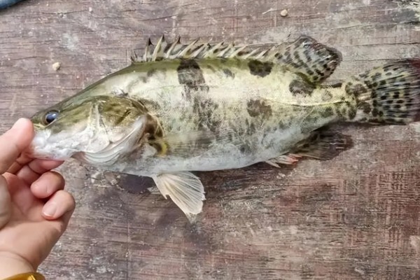 鳜鱼的读音，一般是读作guì