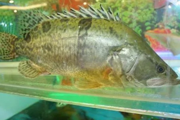 鳜鱼的读音，一般是读作guì