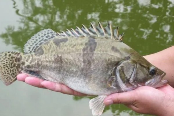 鳜鱼的读音，一般是读作guì