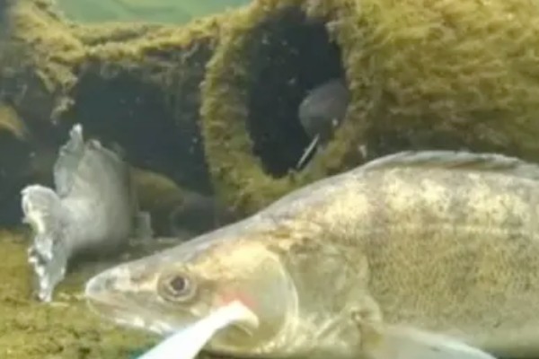 鳜鱼的读音，一般是读作guì