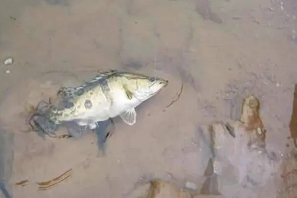 鳜鱼的读音，一般是读作guì