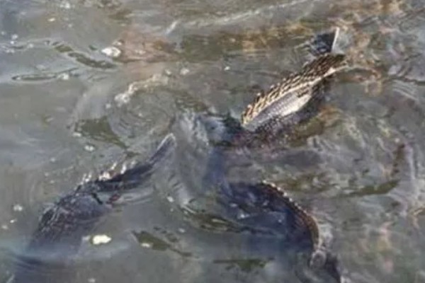 鳜鱼的读音，一般是读作guì