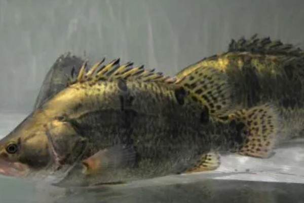 鳜鱼的读音，一般是读作guì