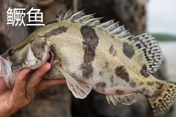 鳜鱼的读音，一般是读作guì