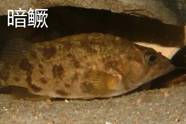 鳜鱼的读音，一般是读作guì