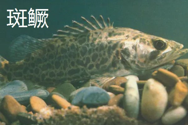 鳜鱼的读音，一般是读作guì