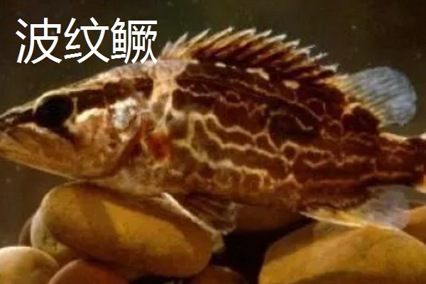 鳜鱼的读音，一般是读作guì