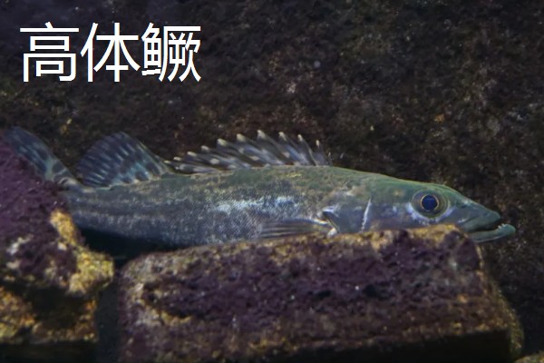 鳜鱼的读音，一般是读作guì