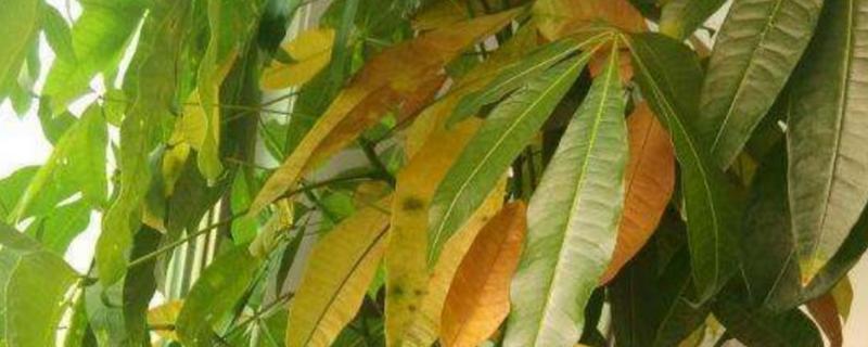 发财树冬季叶子发黄脱落如何挽救，将植株移置室内养
