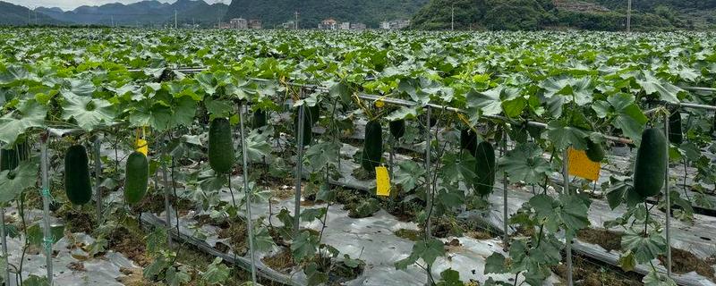 冬瓜的种类，可分为小型、中型、大型品种