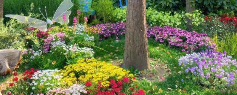 花园里面有哪些花，有蔷薇花、百合花等