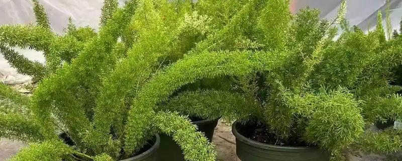 天门冬的种植方法，用温水浸种后再播种