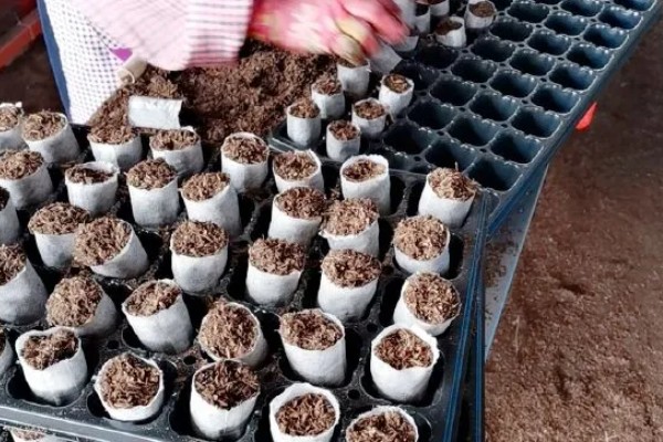 黑美人西瓜怎么种植,定植后每周追肥一次