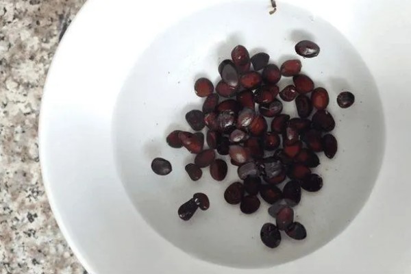 黑美人西瓜怎么种植,定植后每周追肥一次