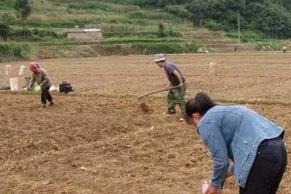 黑美人西瓜怎么种植,定植后每周追肥一次