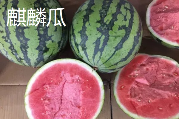 黑美人西瓜怎么种植,定植后每周追肥一次