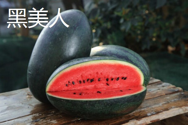 黑美人西瓜怎么种植,定植后每周追肥一次