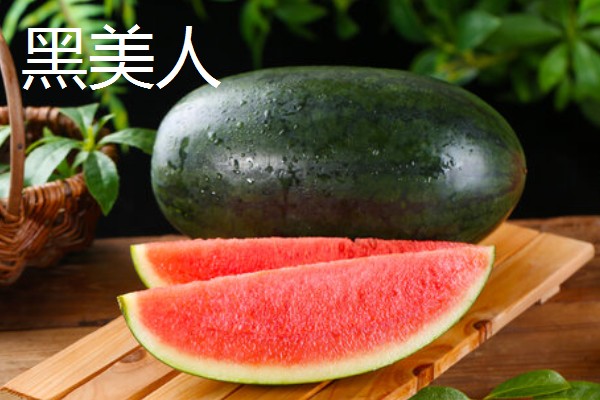 黑美人西瓜怎么种植,定植后每周追肥一次