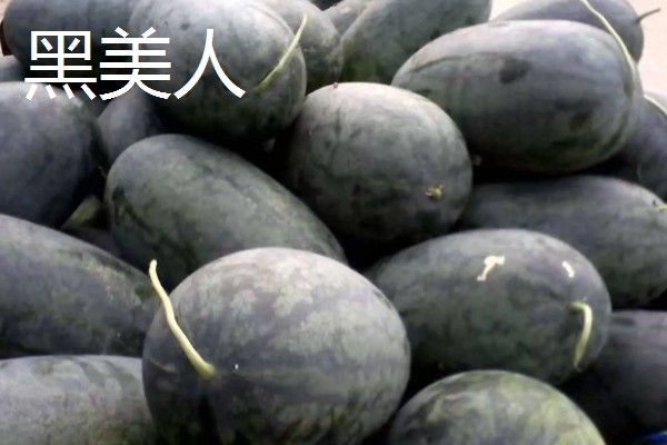 黑美人西瓜怎么种植,定植后每周追肥一次