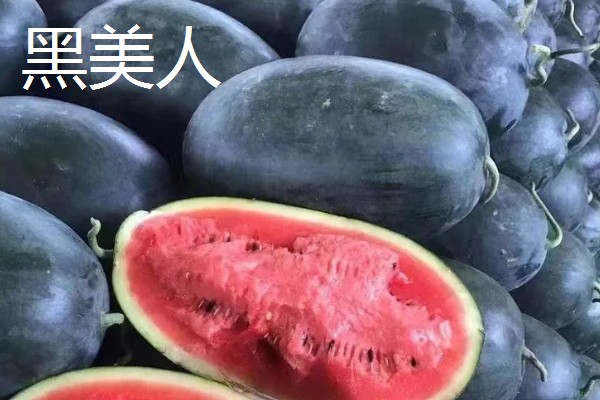 黑美人西瓜怎么种植,定植后每周追肥一次