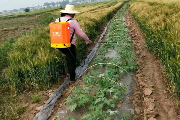 黑美人西瓜怎么种植,定植后每周追肥一次