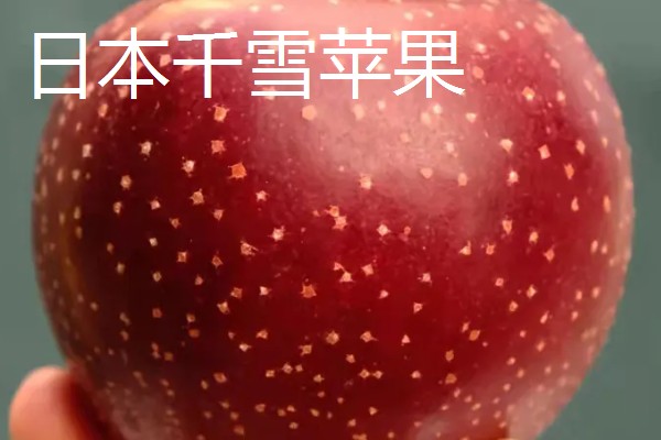 受欢迎的进口苹果品种，有日本千雪、世界一号等